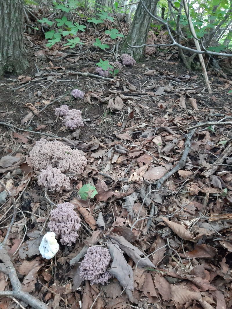 장터 상품 [송이싸리 ] 썸네일