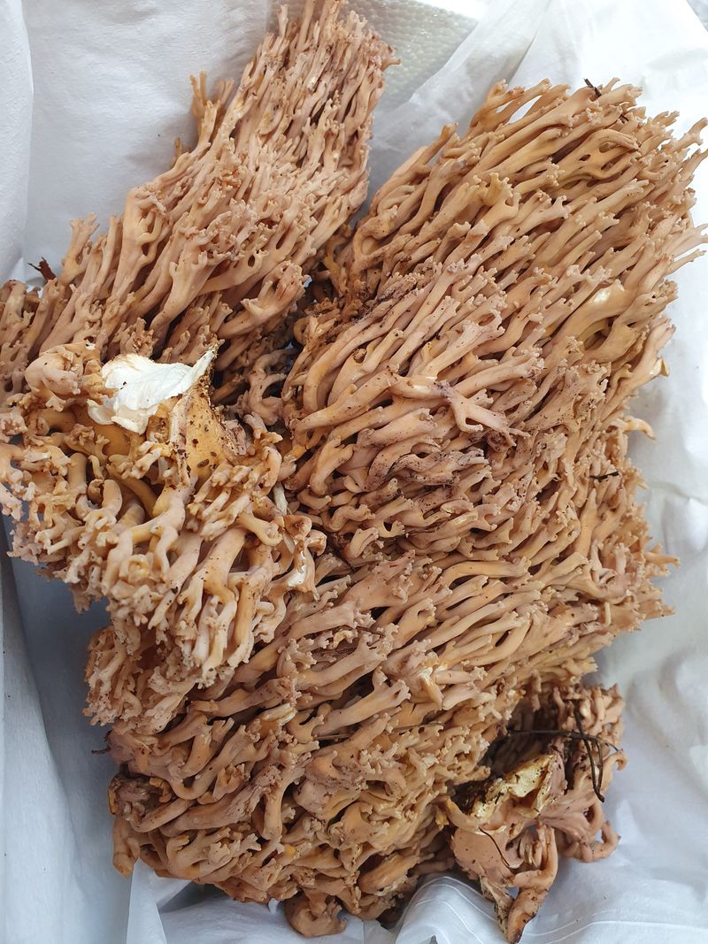 예천토종꿀벌 님의 장터 판매 상품 [송이싸리 ] 첨부 사진