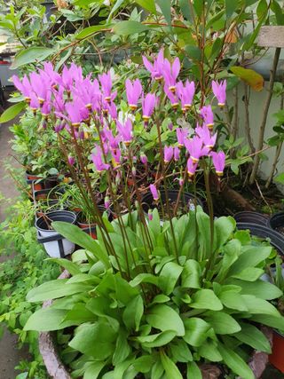 안비님의 O학년 △반 이세요? · 참여글 작성글 사진