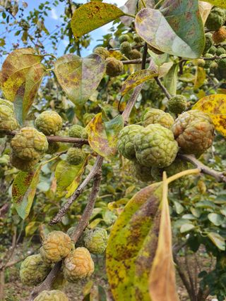 안비님의 O학년 △반 이세요? · 참여글 작성글 사진
