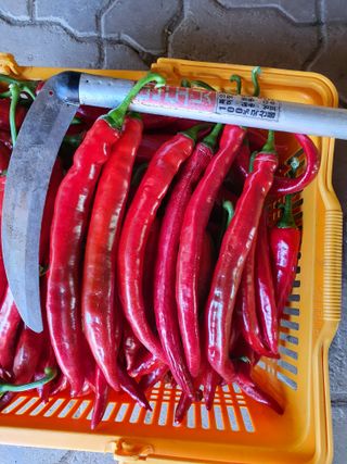 안비님의 O학년 △반 이세요? · 참여글 작성글 사진