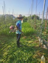 팜모닝 사과·제초 게시글 이미지