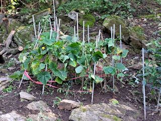 안창영님의 토마토 · 영농일지 작성글 사진