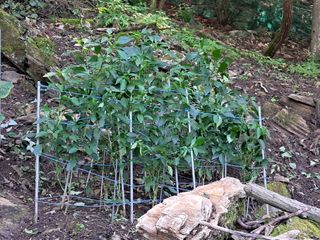 안창영님의 토마토 · 영농일지 작성글 사진