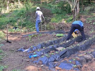 안창영님의 토마토 · 영농일지 작성글 사진