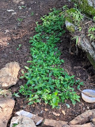 안창영님의 토마토 · 영농일지 작성글 사진