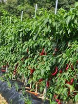 팜모닝 고추·수확 게시글 이미지