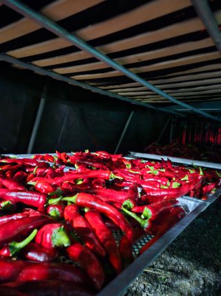 홍&이님의 고추 · 수확 작성글 사진