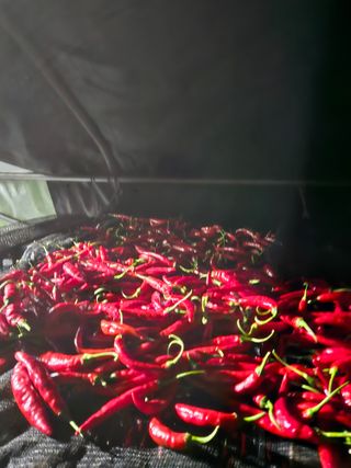 홍&이님의 고추 · 수확 작성글 사진