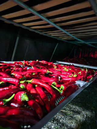 홍&이님의 고추 · 수확 작성글 사진