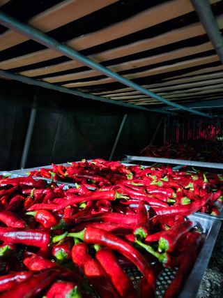 홍&이님의 고추 · 수확 작성글 사진