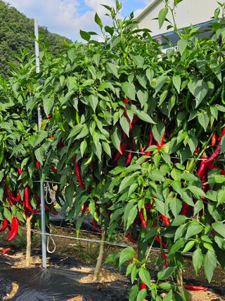 홍&이님의 고추 · 수확 작성글 사진