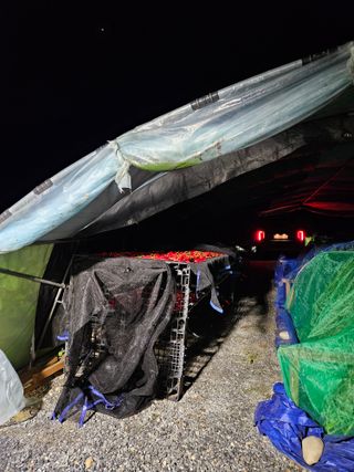 홍&이님의 고추 · 수확 작성글 사진