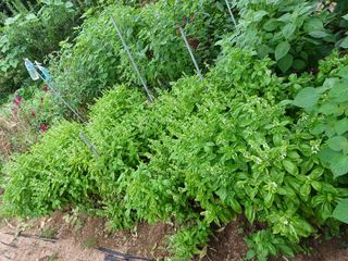 Charles Kang님의 O학년 △반 이세요? · 참여글 작성글 사진