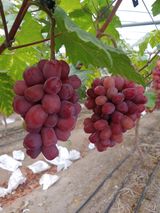 팜모닝 O학년 △반 이세요?·참여글 게시글 이미지