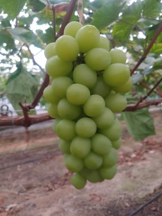 전성란님의 O학년 △반 이세요? · 참여글 작성글 사진