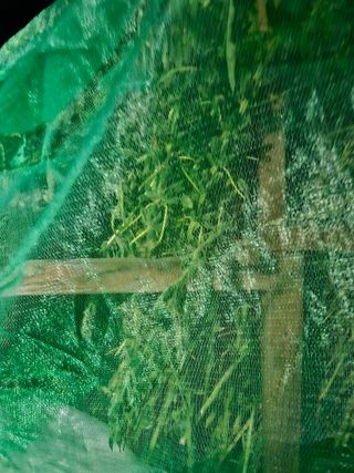 홍&이님의 참깨 · 자유게시판 작성글 사진