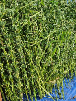 홍&이님의 참깨 · 자유게시판 작성글 사진