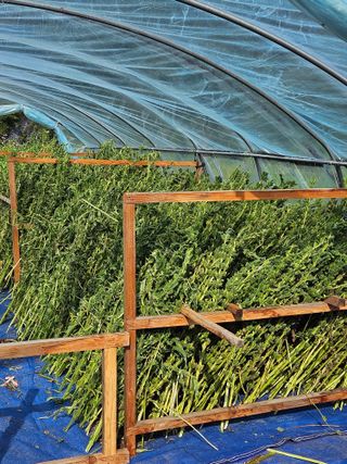 홍&이님의 참깨 · 자유게시판 작성글 사진