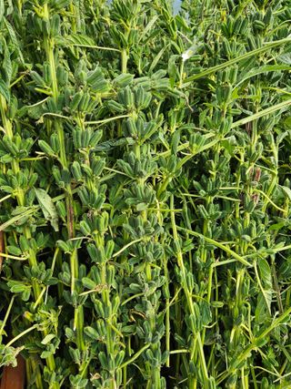 홍&이님의 참깨 · 자유게시판 작성글 사진