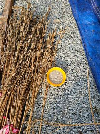 홍&이님의 참깨 · 자유게시판 작성글 사진