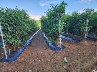 꽃순이네님의 O학년 △반 이세요? · 참여글 작성글 사진