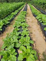 팜모닝 자유주제·자유게시판 게시글 이미지