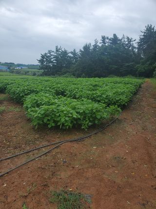 코지뱅이김영선님의 들깨 · 영농일지 작성글 사진