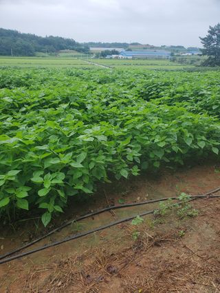 코지뱅이김영선님의 들깨 · 영농일지 작성글 사진