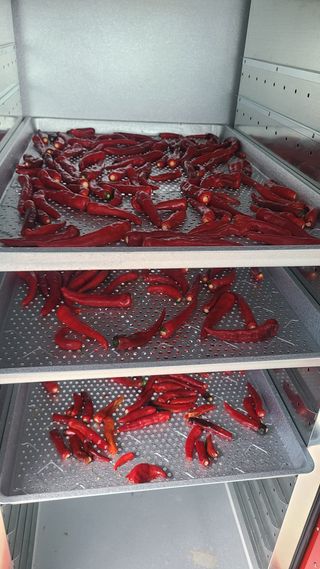 전영순님의 고추 · 영농일지 작성글 사진