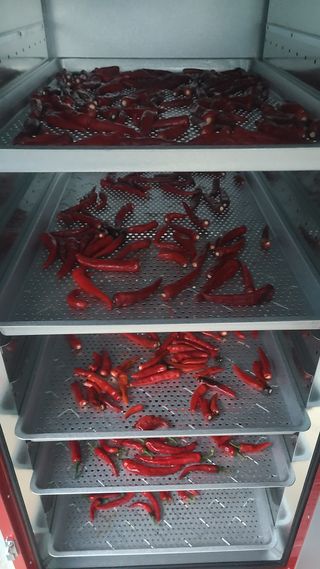 전영순님의 고추 · 영농일지 작성글 사진