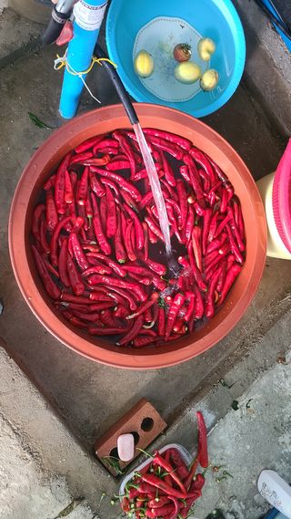 전영순님의 고추 · 영농일지 작성글 사진