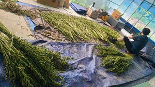 전영순님의 참깨 · 영농일지 작성글 사진