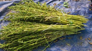 전영순님의 참깨 · 영농일지 작성글 사진