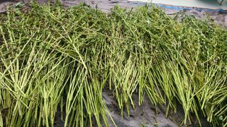 전영순님의 참깨 · 영농일지 작성글 사진