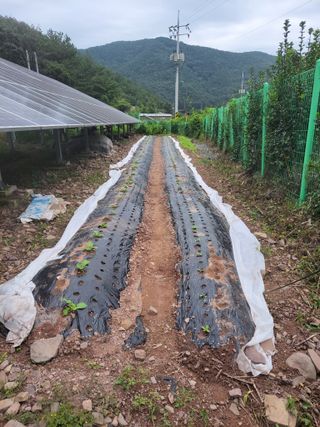 정자형님의 배추 · 파종•정식 작성글 사진