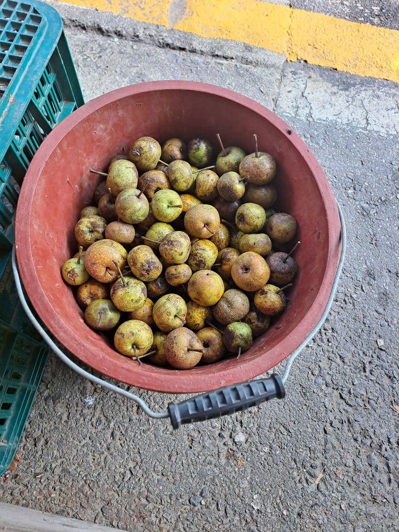 장터 상품 [돌배] 썸네일