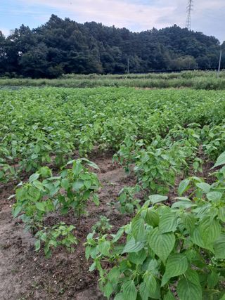 김영미님의 O학년 △반 이세요? · 참여글 작성글 사진