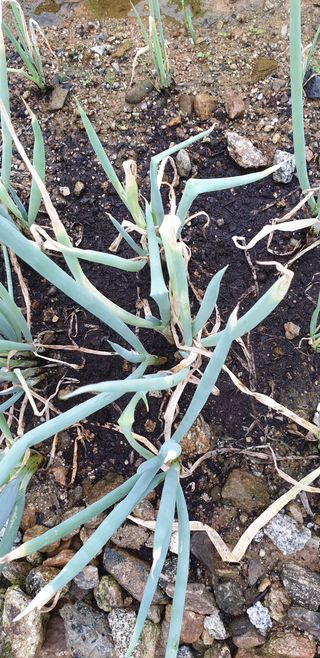 쫀쫀이할머니님의 파 · 병해충상담 작성글 사진