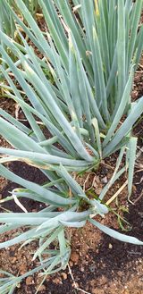 팜모닝 파·병해충상담 게시글 이미지