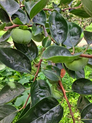 경원님의 O학년 △반 이세요? · 참여글 작성글 사진