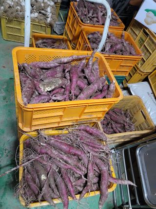 꽁지머리님의 고구마 · 영농일지 작성글 사진