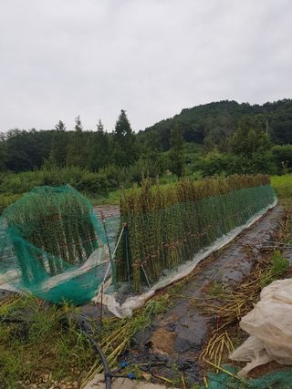 전병일님의 O학년 △반 이세요? · 참여글 작성글 사진