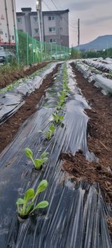 팜모닝 자유주제·자유게시판 게시글 이미지