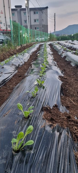 초월농원님의 자유주제 · 자유게시판 작성글 사진