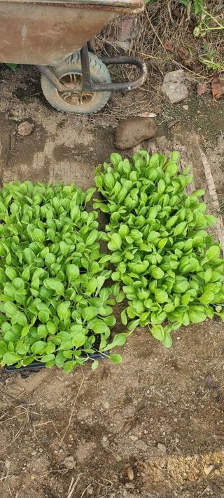 초월농원님의 자유주제 · 자유게시판 작성글 사진