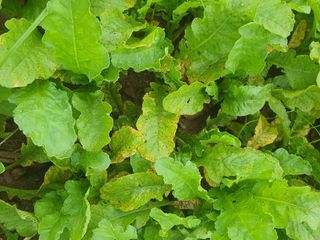 용은조님의 기타작물 · 병해충상담 작성글 사진