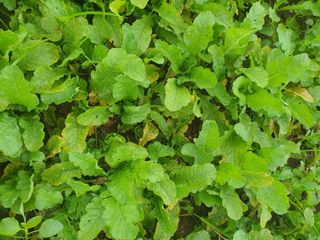 용은조님의 기타작물 · 병해충상담 작성글 사진