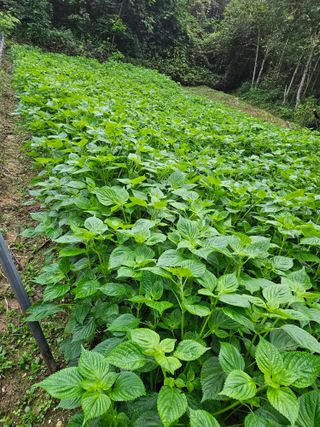 서상진님의 O학년 △반 이세요? · 참여글 작성글 사진