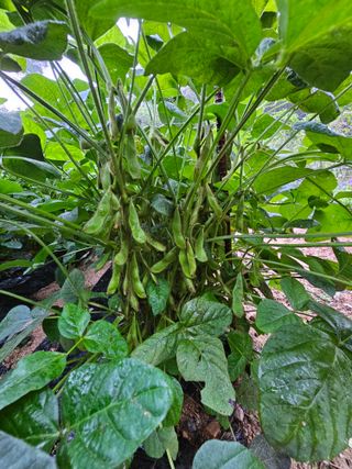 서상진님의 O학년 △반 이세요? · 참여글 작성글 사진